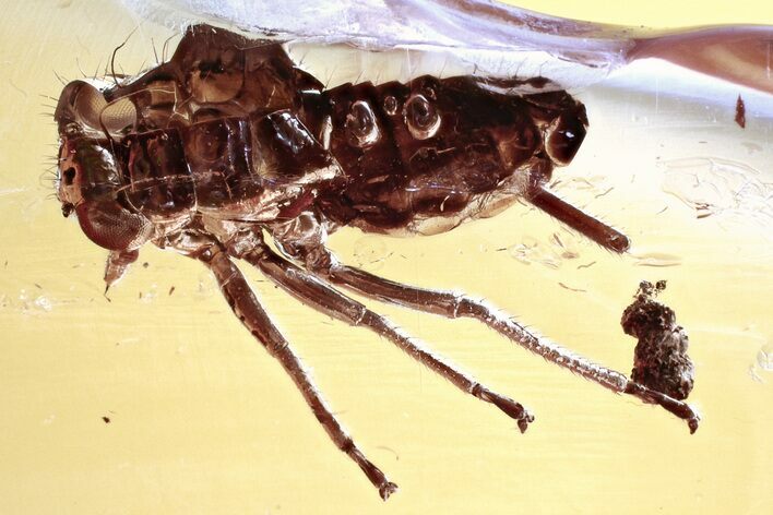 Detailed Fossil Leafhopper (Cicadellidae) Exuvia In Baltic Amber #343379